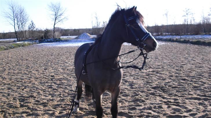 Welsh Mountain (sec A) Laban - Laban <3 billede 9