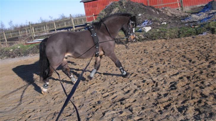 Welsh Mountain (sec A) Laban - Laban bliver longeret q: billede 10