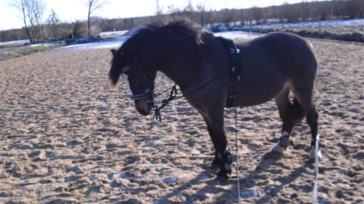 Welsh Mountain (sec A) Laban - Laban i longe :) billede 11