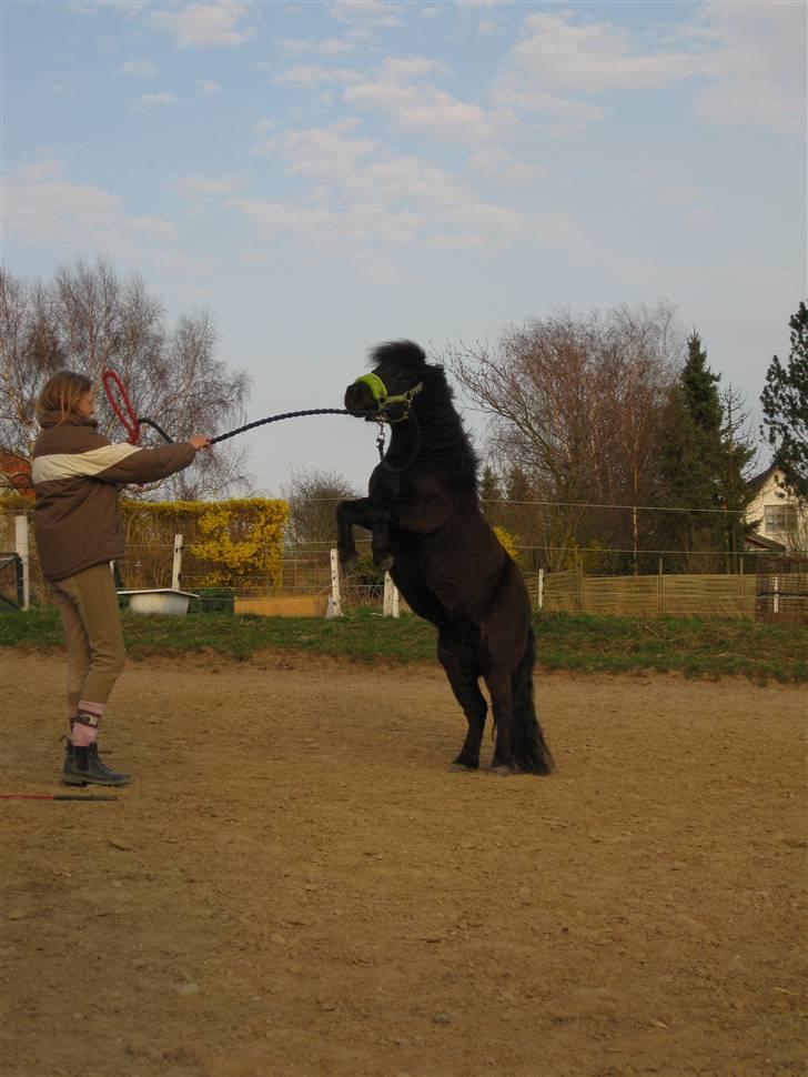 Shetlænder tøzen ( solgt) :I - triks : stejle  ^^  taget af christine s billede 20