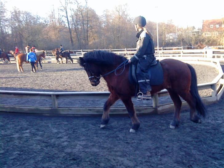 Islænder Sómi - Tror det er skridt og ellers er det trav <3 billede 14