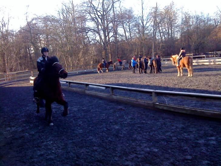 Islænder Sómi - her ser i tölten med Emma på ryggen billede 15