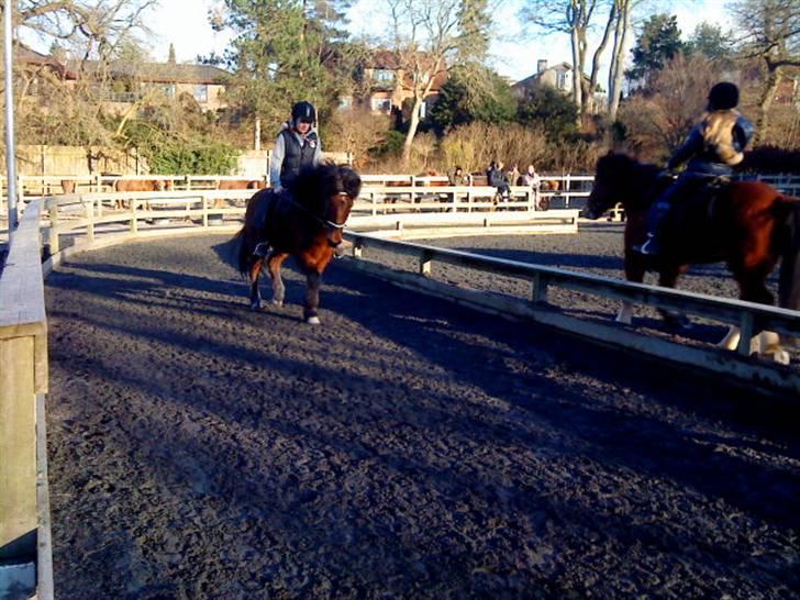 Islænder Sómi - Trav med Mikala/mig på ryggen <3 billede 16