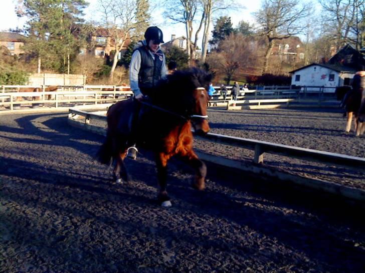 Islænder Sómi - Hans bedste trav med mig på ryggen... elsker dig somi <3 billede 17