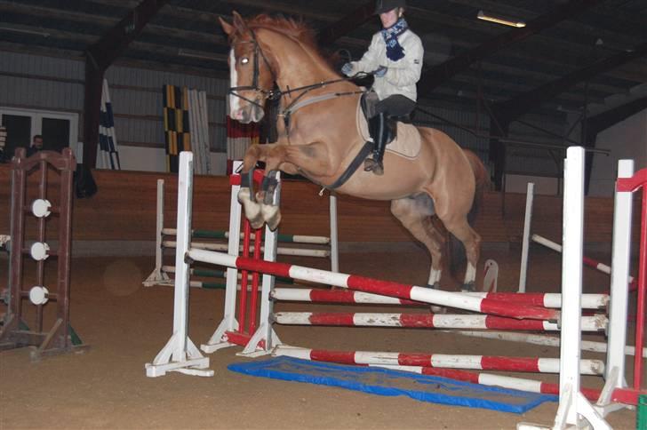 Dansk Varmblod Unique Des Malais *låne* - springer plastik vand og se hvordan han springer over foto; henriette  billede 7