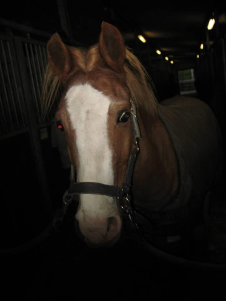 Anden særlig race amadeus - amadeus har lige været til frisøren :) billede 6