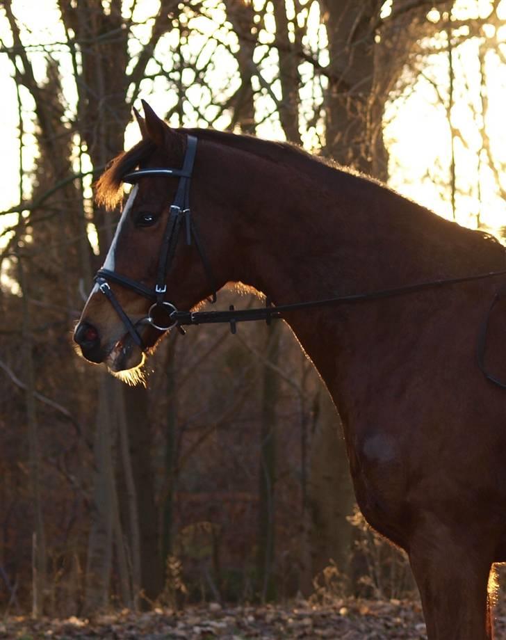 Fuldblod (XX) Perfect Match R.I.P billede 6