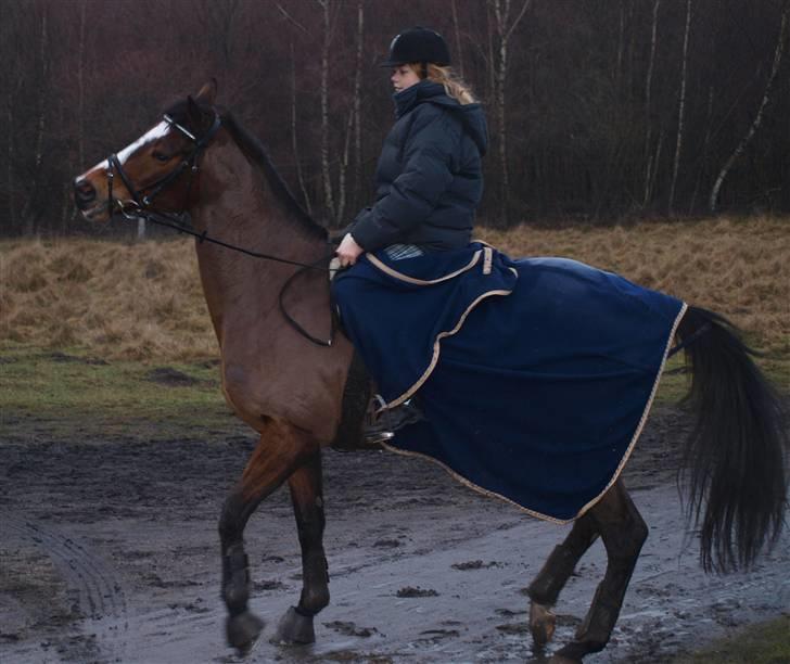 Fuldblod (XX) Perfect Match R.I.P billede 8