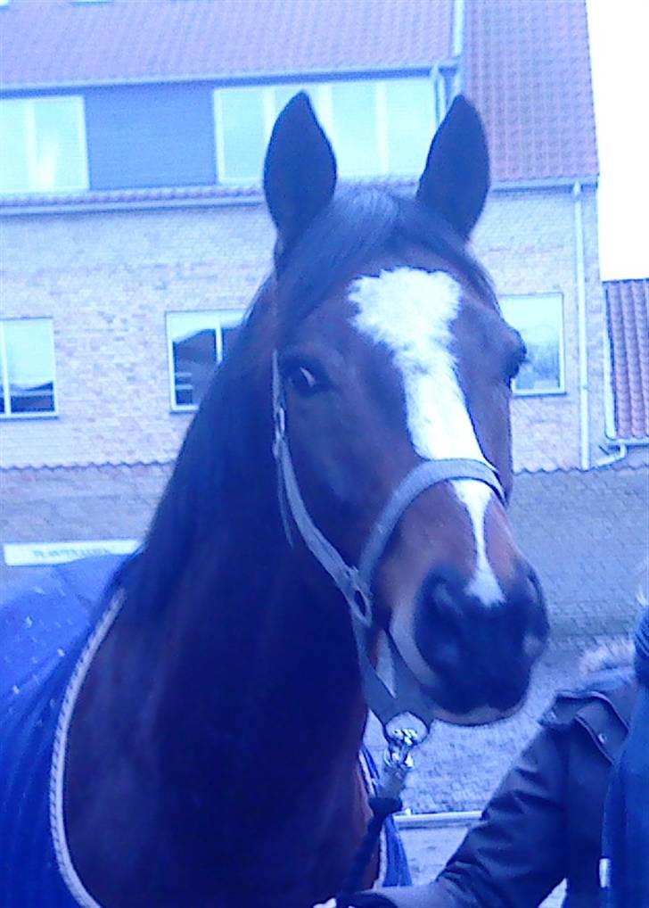 Fuldblod (XX) Perfect Match R.I.P billede 9