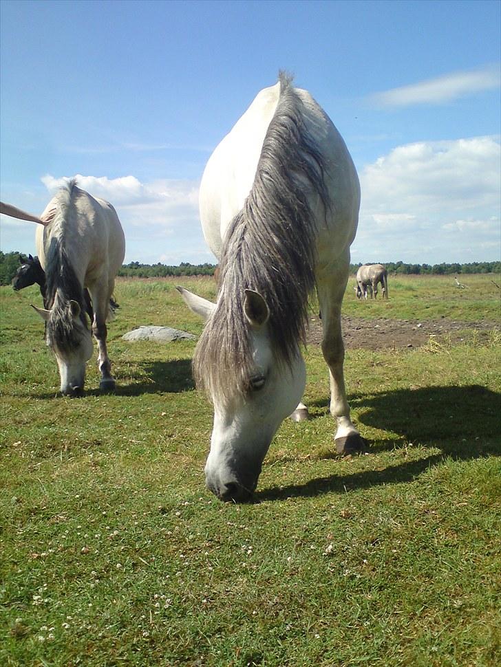 Fjordhest |Araber Pepsi *SOULMATE* - Your beauty takes my breath away<3 Fotograf: Mig billede 5