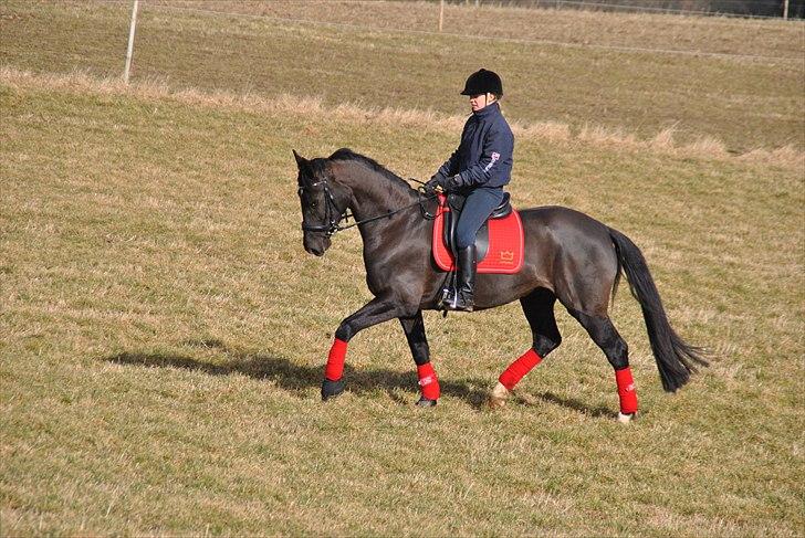 Dansk Varmblod Kærsholms Daisy. R.I.P. - Dressur d.19 marts 2011. billede 5