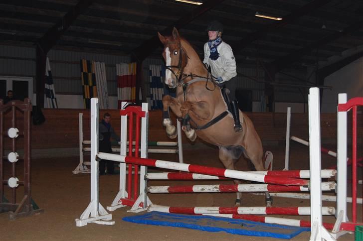 Dansk Varmblod Unique Des Malais *låne* - han springer bare til så det gør noget foto; henriette  billede 8