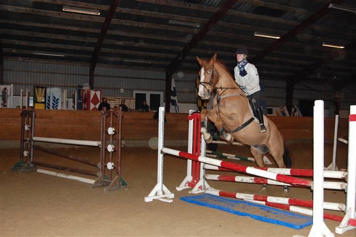 Dansk Varmblod Unique Des Malais *låne* - Wee foto; henriette  billede 9