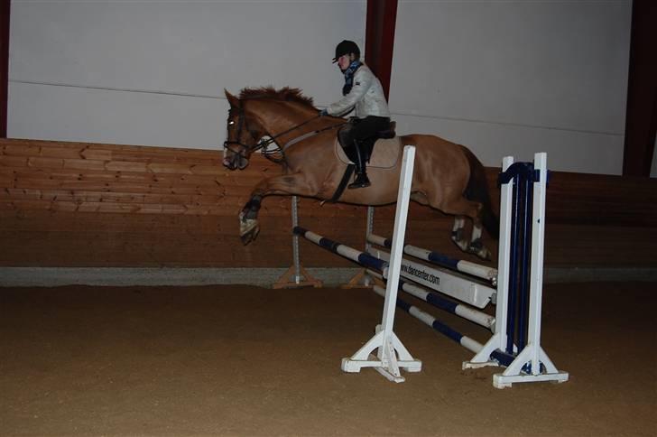 Dansk Varmblod Unique Des Malais *låne* - han springer bare til foto; henriette  billede 10