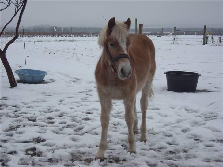 Haflinger Amadeus Lundsgaard(solgt) - Min lille baby, første gang ude i sneen billede 1