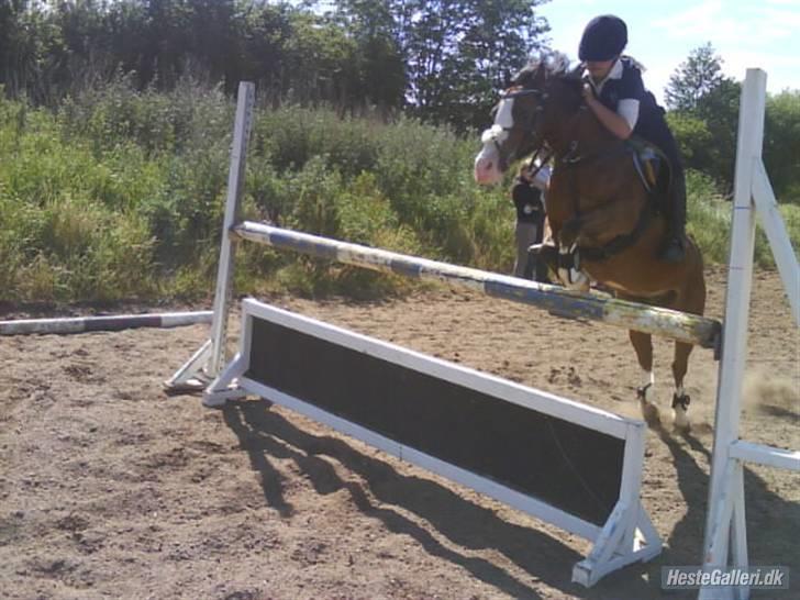 Welsh Pony af Cob-type (sec C) FOKUS - Fokus og Mona Holm - Springtræning, 105 cm. billede 18