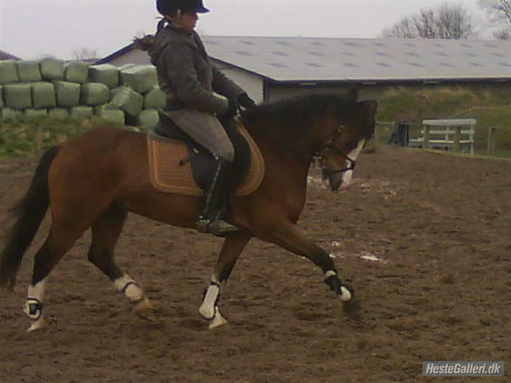 Welsh Pony af Cob-type (sec C) FOKUS - Fokus og Mona Holm - Dressurtræning. billede 19