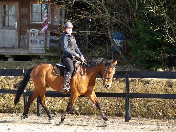 Tysk Sportspony Denver - B-pony billede 3