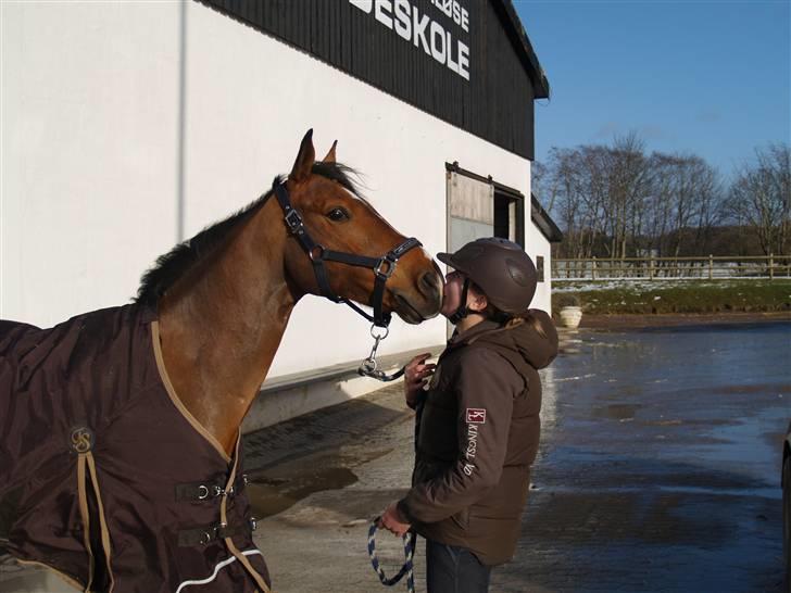 Tysk Sportspony Denver - B-pony - Fordi du er helt fantastisk <3 billede 4