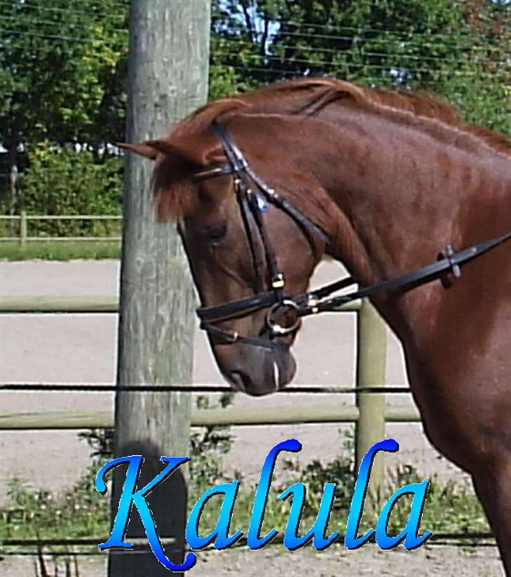 Anden særlig race Kalula - Profilbillede af Kalula billede 1