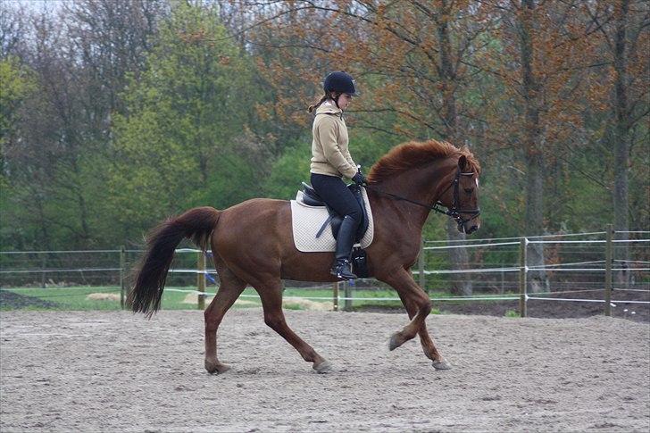 Anden særlig race Kalula billede 2