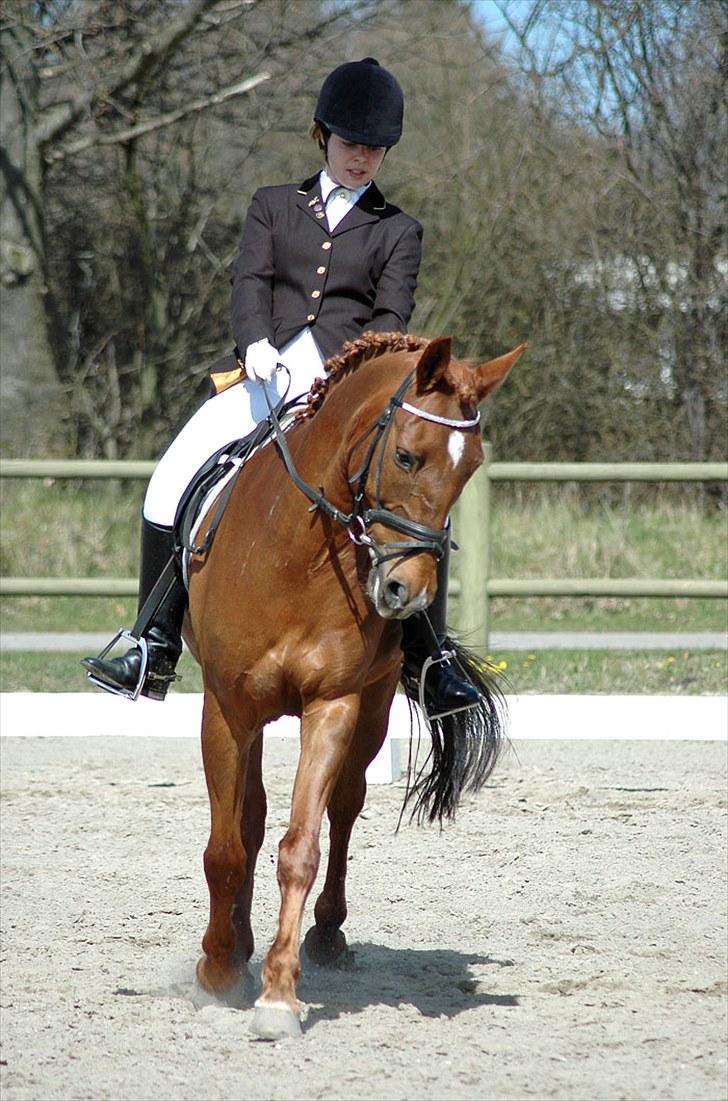 Anden særlig race Kalula billede 5