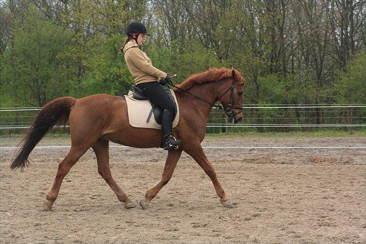 Anden særlig race Kalula - Dressur træning 2010 billede 6