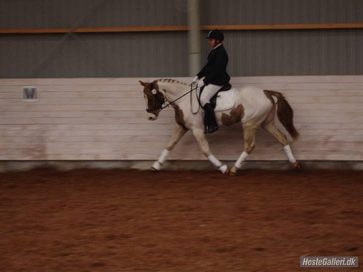 Pinto Aristo - det at gøre en indsats med dig gør at jeg aldrig tvivler på dine evner  billede 3