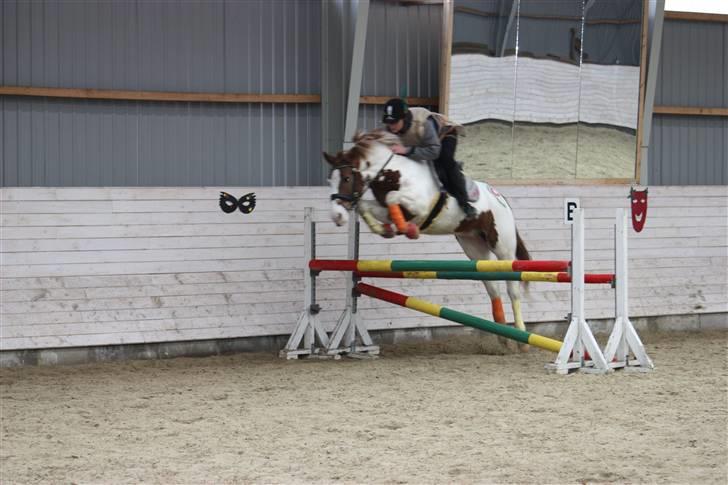 Pinto Aristo - springrytter bliver jeg aldrig men du gør det meget sjovere  billede 5