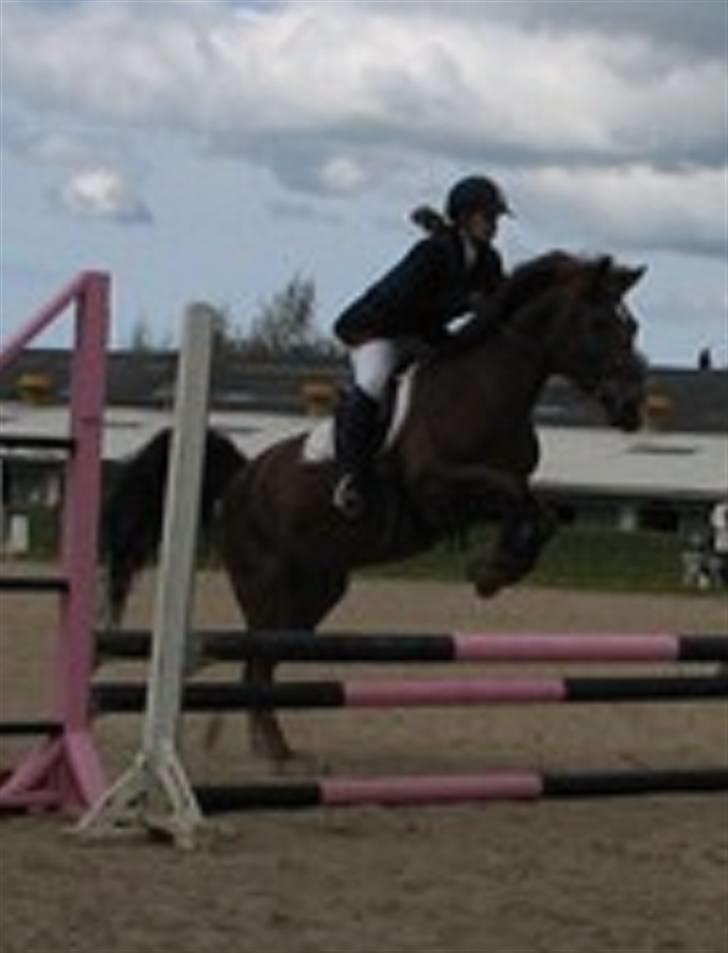 Anden særlig race Kalula - Kalula til springstævne i 2007 fik en fejlfri runde billede 16