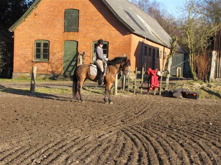 New Forest Odbjergs Bento SOLGT billede 9