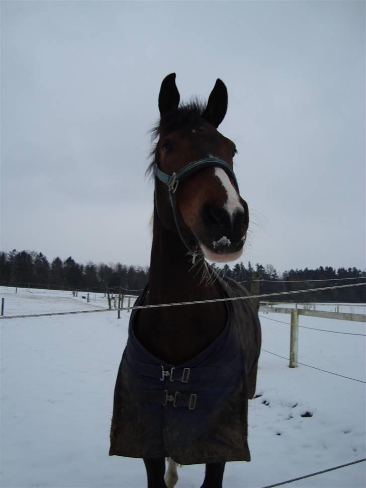 Anden særlig race BOJARD billede 15