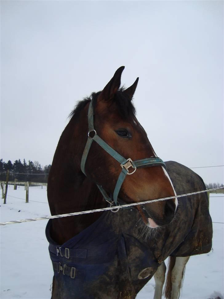 Anden særlig race BOJARD billede 16