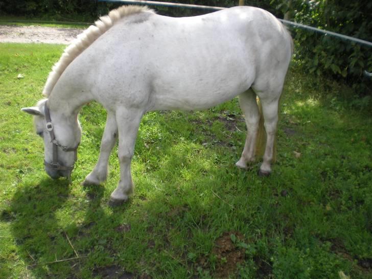 Anden særlig race bonnie billede 13