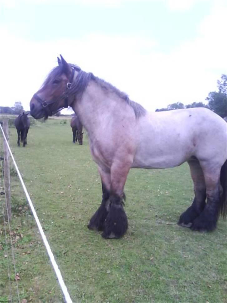 Belgier Musse  *Ikke min*  - Smukke Musse <33  billede 3