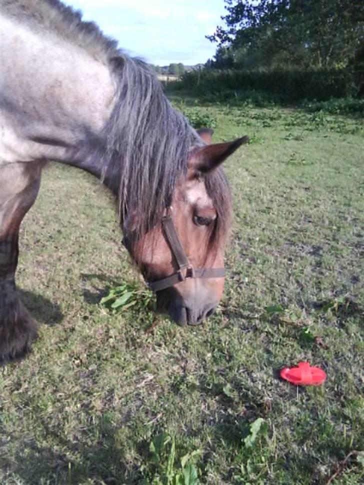 Belgier Musse  *Ikke min*  billede 16