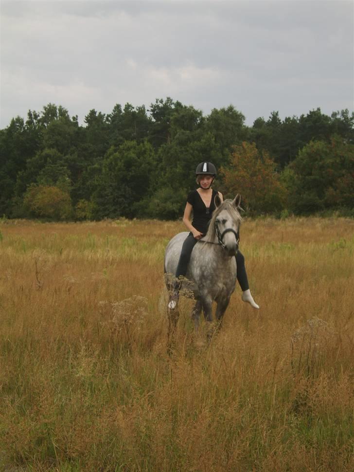 Anden særlig race Sussi billede 2