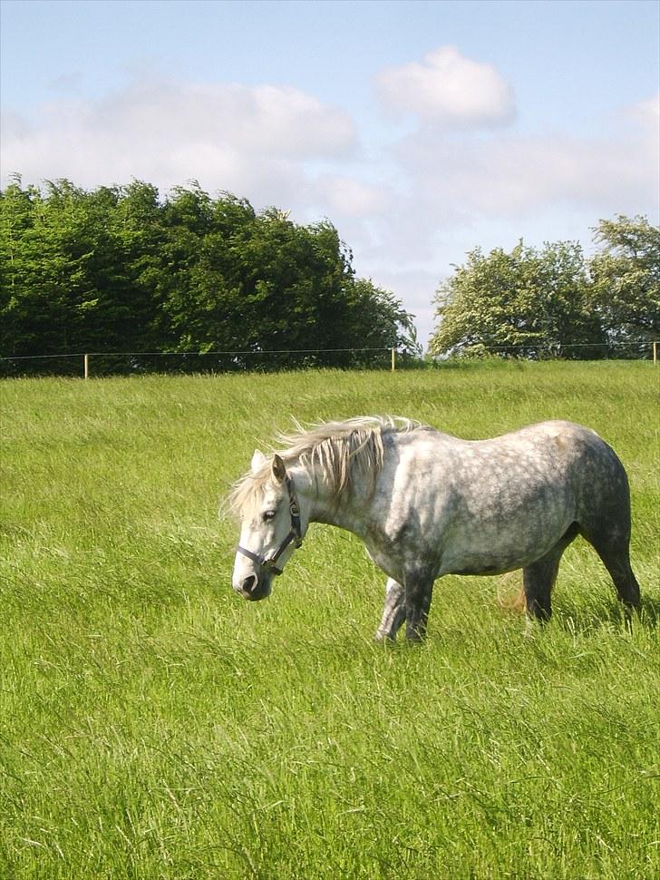 Anden særlig race Sussi billede 3