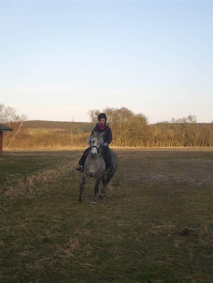 Anden særlig race Sussi billede 4