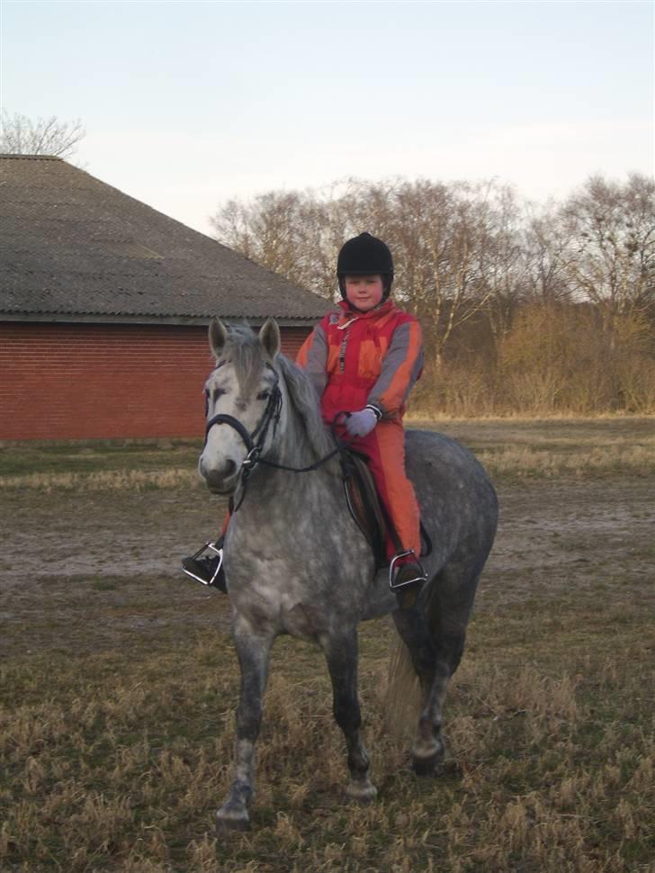 Anden særlig race Sussi billede 5