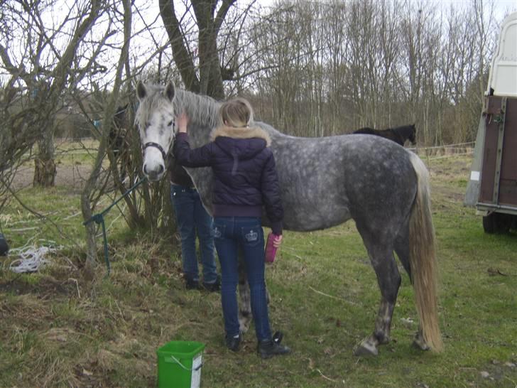 Anden særlig race Sussi billede 6