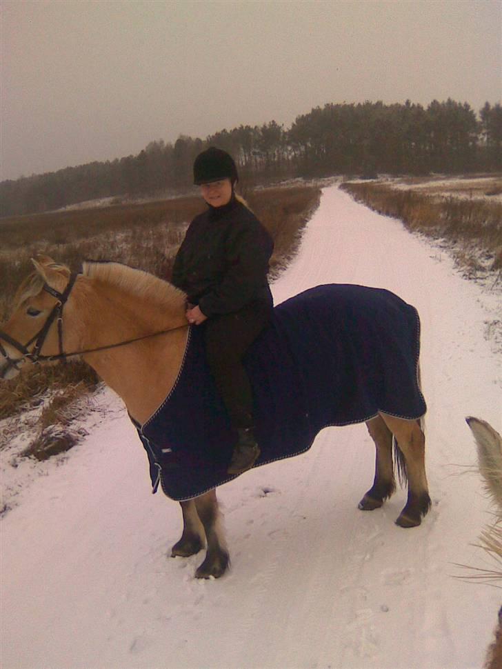 Fjordhest Tamra ~ Pensioneret ~ Rip min smukke engel - Vi er ude og ride i sneen det var bare så hyggeligt (billedet er taget d 19 februar) (billedet er taget på Stald søgaard) billede 14
