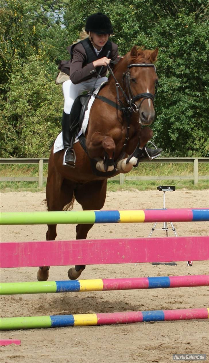 Anden særlig race Ehc's Lamirz - individuelt mesterskab. (foto mb) billede 15