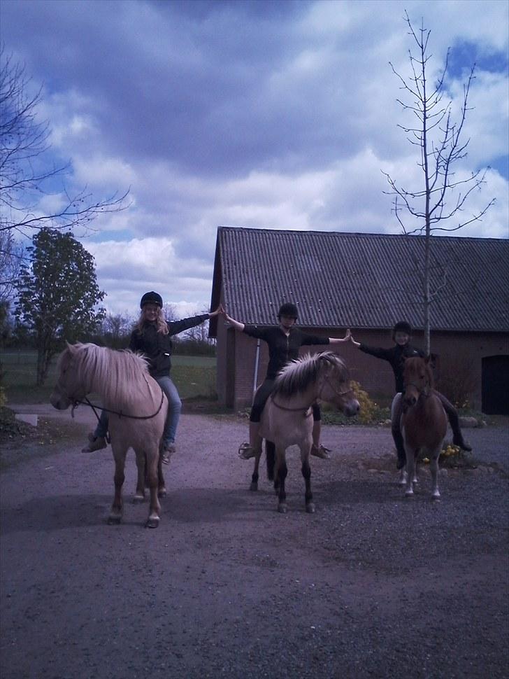 Islænder /Fjordhest, Pippi (Nÿpa) -  Hvor jeg dog savner den tid!  billede 11