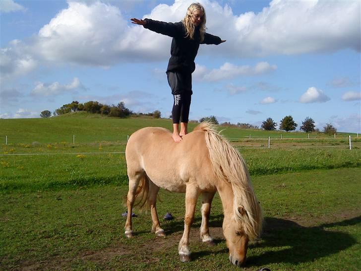 Islænder /Fjordhest, Pippi (Nÿpa) billede 12