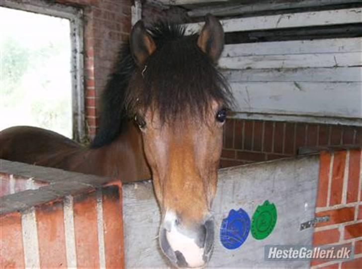 Shetlænder Smut billede 1