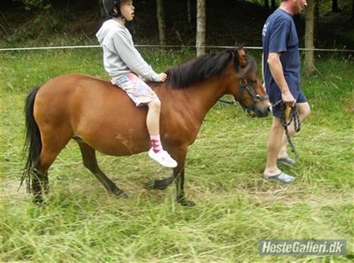 Shetlænder Smut billede 2