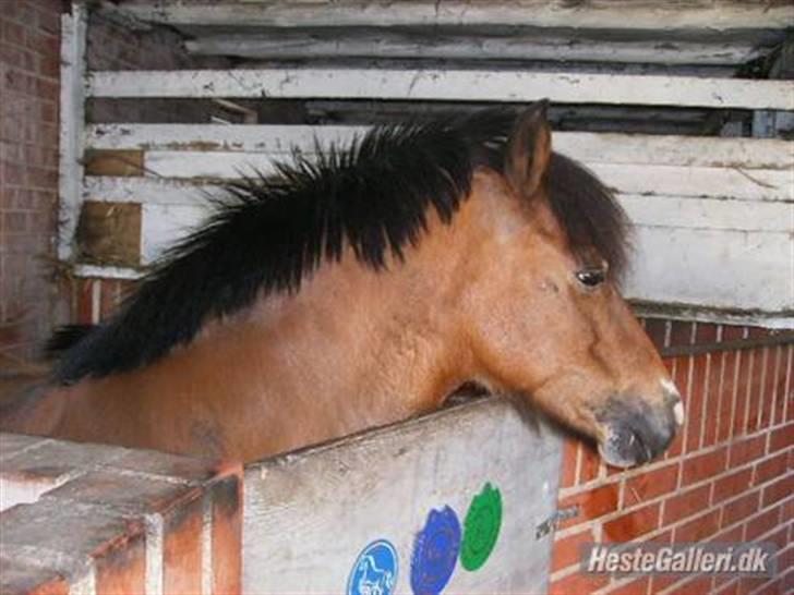 Shetlænder Smut billede 3