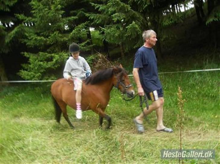 Shetlænder Smut billede 4