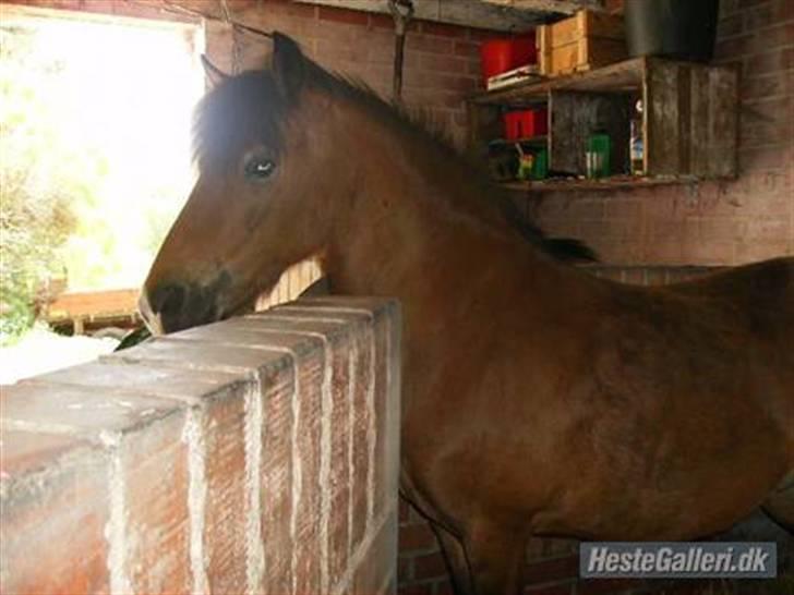 Shetlænder Smut billede 5